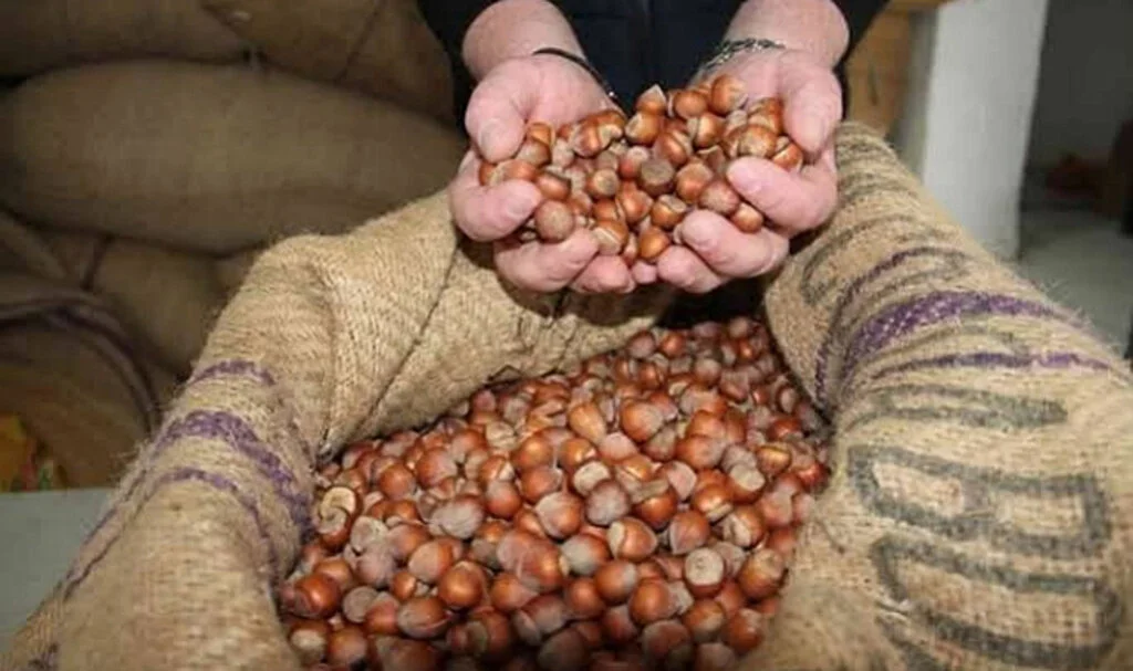 Samsun'da kabuklu fındık satışı başlıyor