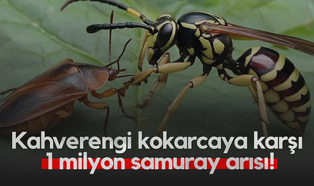 Samsun’da Kahverengi Kokarcaya Karşı 1 Milyon Samuray Arısı!