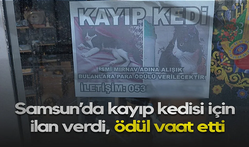 Samsun’da Kayıp Kedisi İçin İlan Verdi, Ödül Vaat Etti
