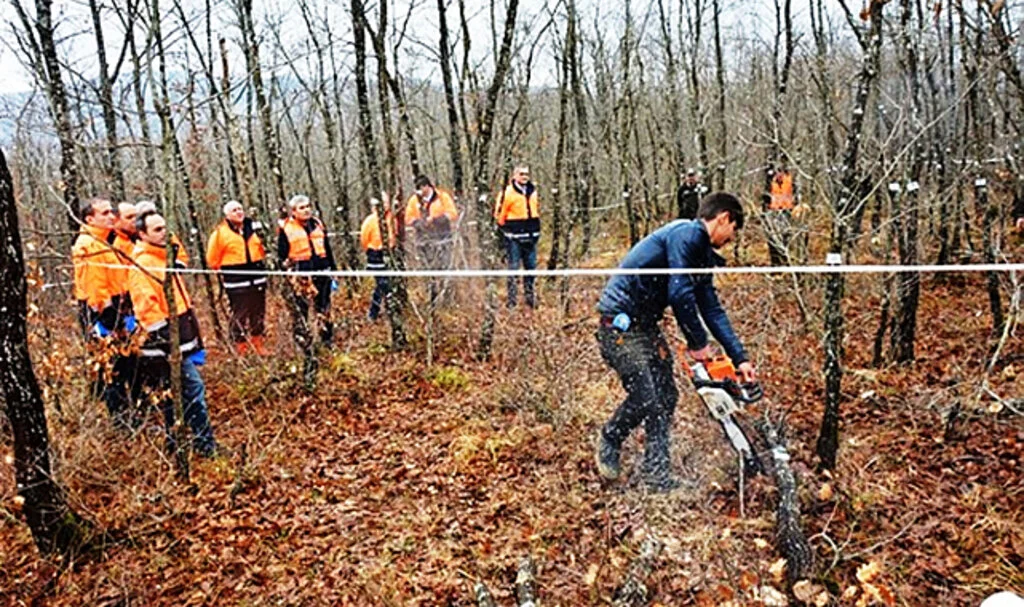 Samsun'da Orman Zenginliği Ekonomik Geliri Artırdı