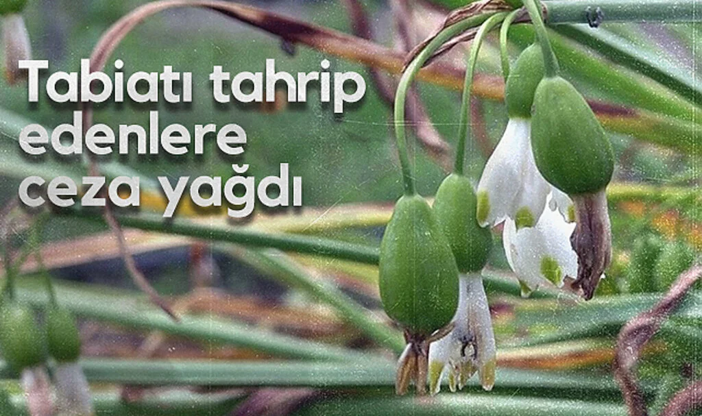 Samsun’da Tabiata Zarar Veren 7 Kişiye 2,4 Milyon TL Ceza