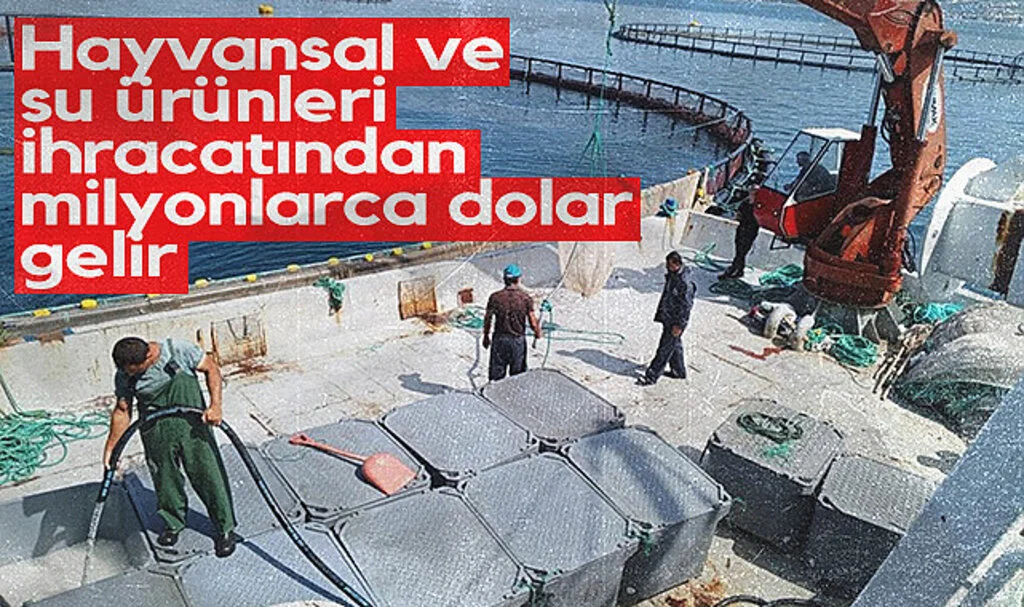 Samsun'dan Hayvansal ve Su Ürünleri İhracatı Rekor Gelir Getirdi