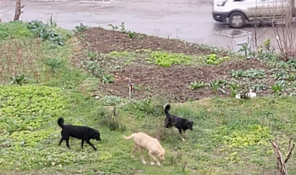 Samsun İlkadım’da Başıboş Köpekler Tedirgin Ediyor