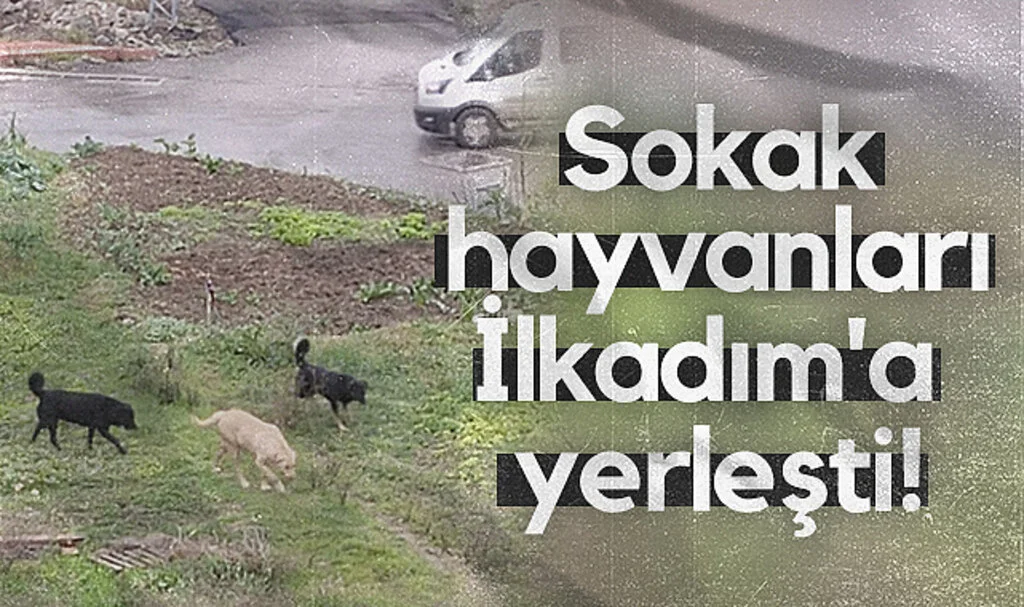 Sokak hayvanları İlkadım'a yerleşti!