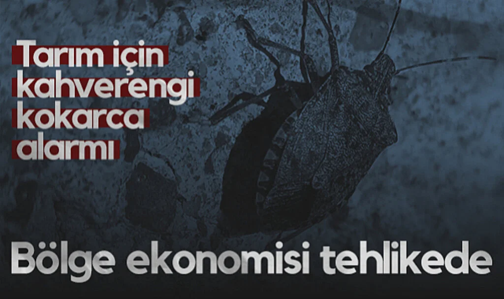 Tarımda Kahverengi Kokarca Alarmı! Bölge Ekonomisi Tehlikede