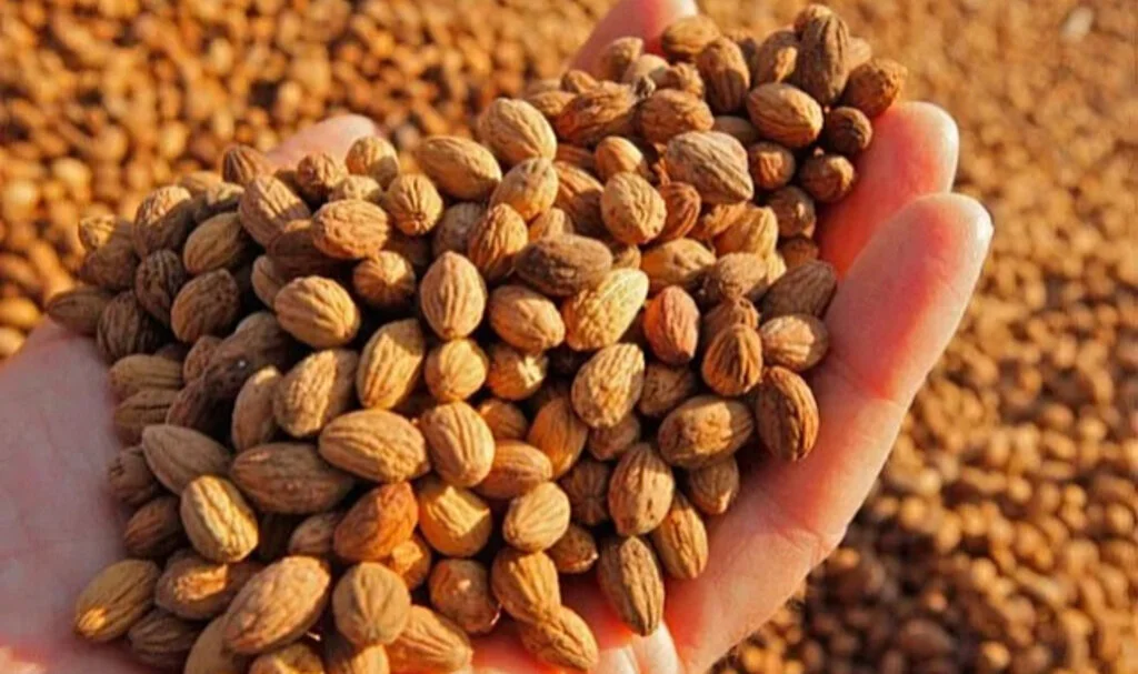 Benzine Rakip Çıktı! Zeytin Çekirdeği %70 Daha Ekonomik Yakıt Sunuyor