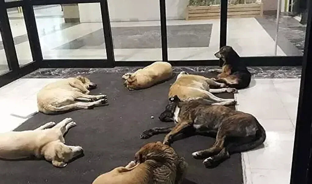 Hastanelerde Sahipsiz Hayvanlarla İlgili Yeni Talimat!