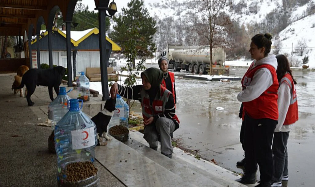Havza’da Genç Kızılay Gönüllüleri Sokak Hayvanlarını Besledi