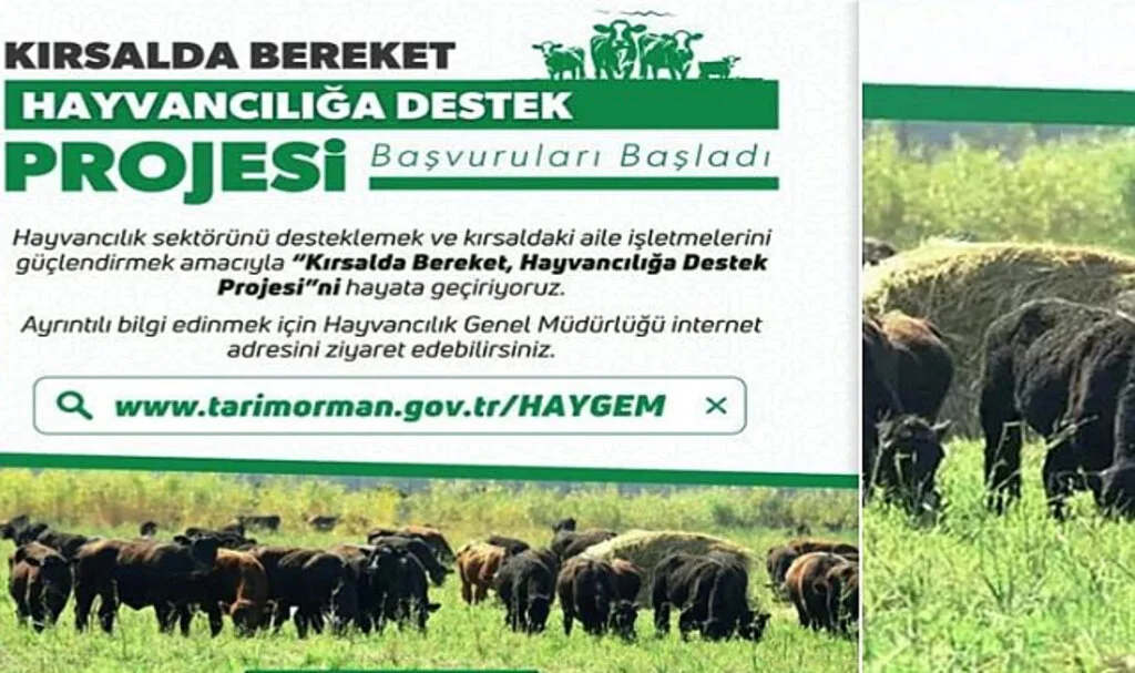 Kırsalda Bereket Projesi Başladı! Hayvancılığa Büyük Destek
