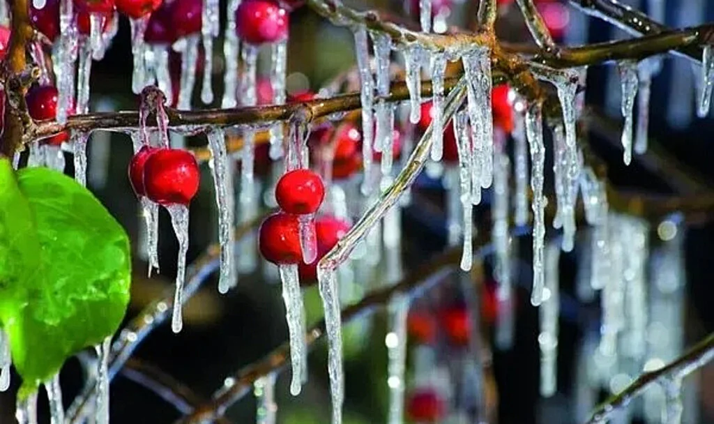 Meteoroloji'den Zirai Don Uyarısı! Etkisi Sürecek