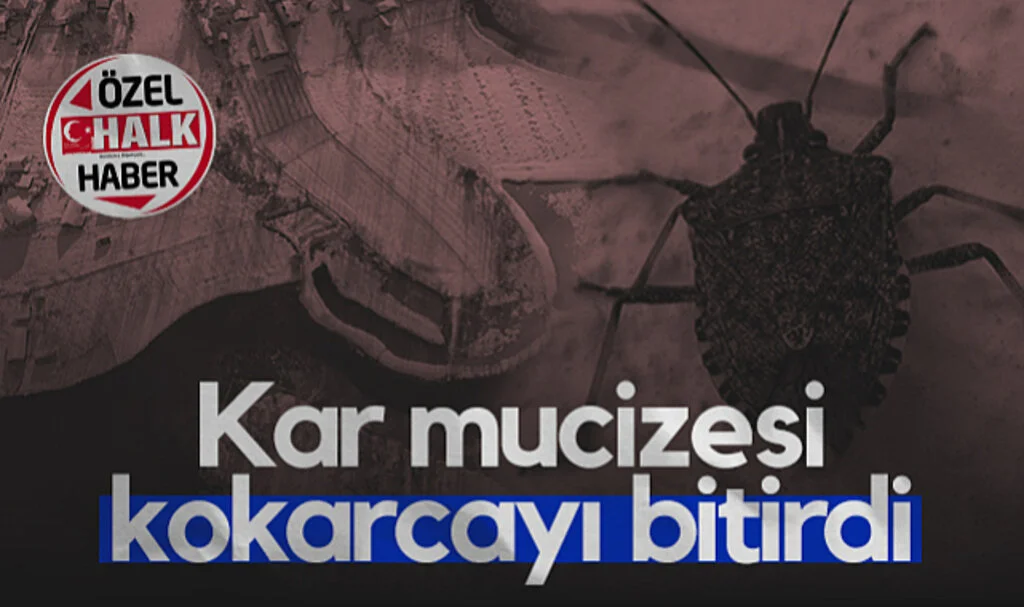 Samsun'da Kar Mucizesi Kahverengi Kokarcayı Bitirdi