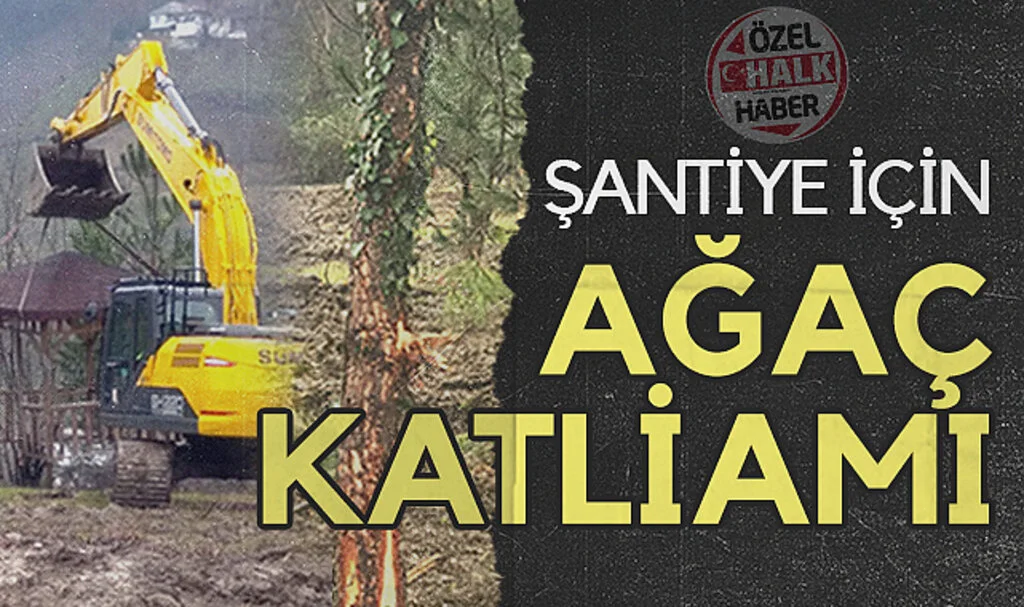 Samsun'da Şantiye İçin Ağaç Katliamı