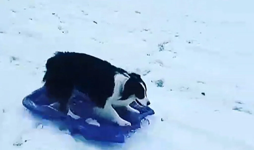 Samsun'da Sokak köpeği Kızakla Kayarken Görüntülendi