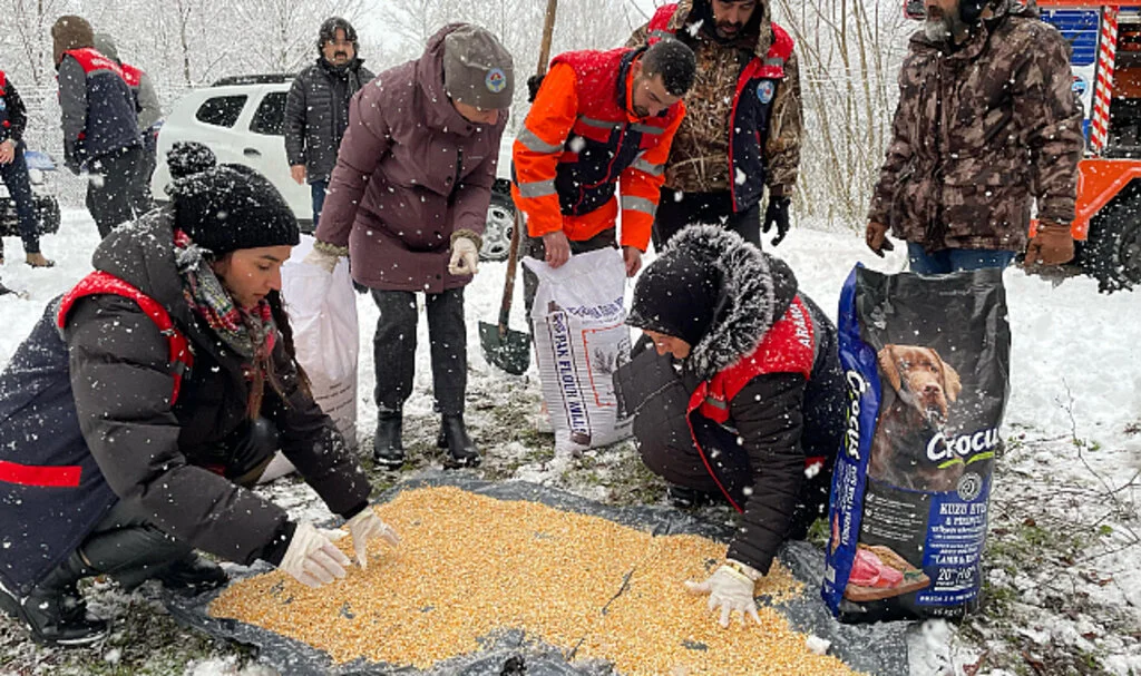Samsun Gölardı’nda Yaban Hayvanları İçin Yem Bırakıldı
