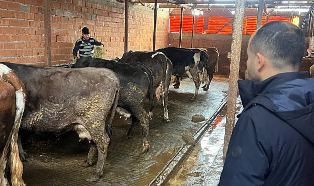 Zonguldak’ta Şap Tehlikesi! 56 Köyde Hayvan Hareketleri Durduruldu