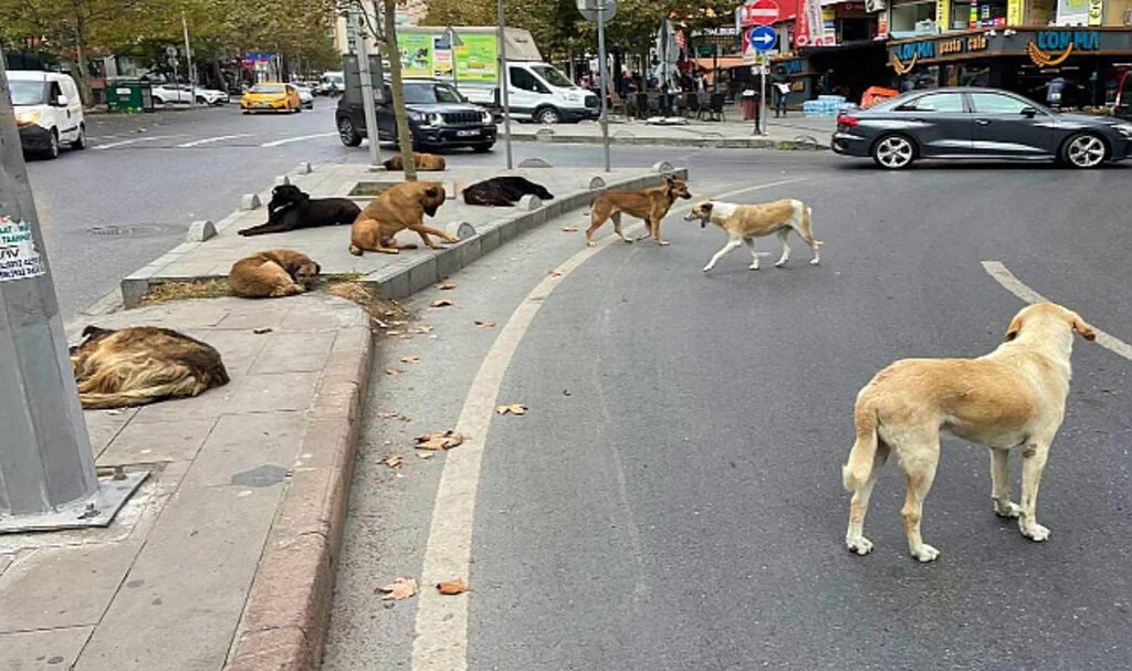Başıboş Köpek Saldırılarına Soruşturma Başlatıldı!