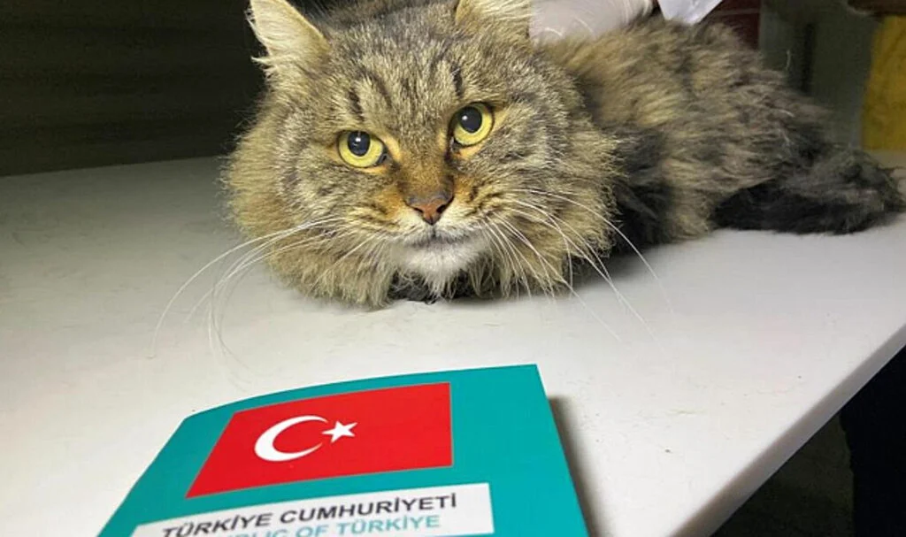 Evcil Hayvan Sahiplerine Müjde! Mikroçip Zorunluluğu Uzatıldı