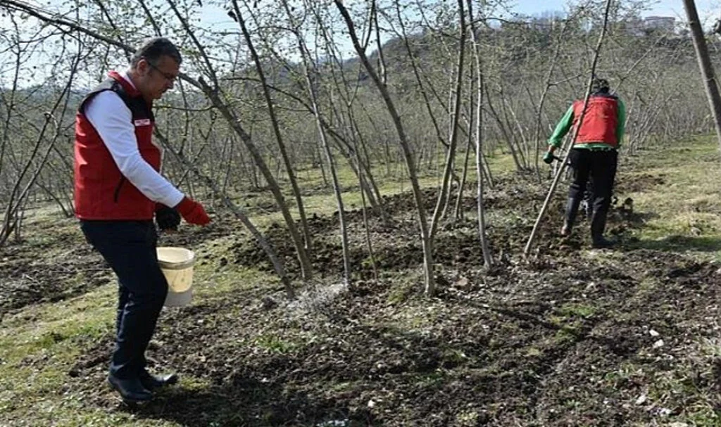 Fındıkta Verim İçin Doğru Gübreleme Şart