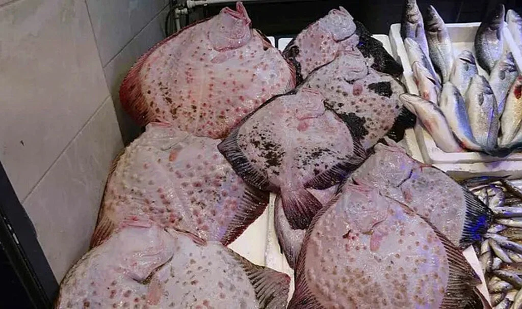 Karadeniz’de 40 Yıl Sonra Kırlangıç ve Kalkan Bolluğu