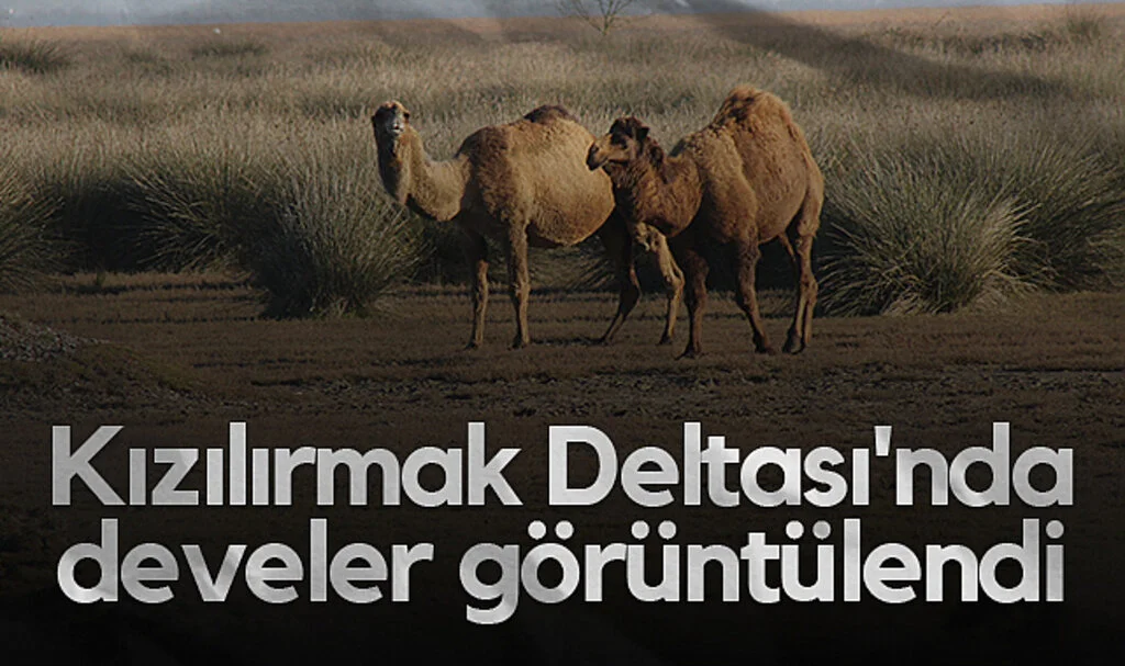 Kızılırmak Deltası'nda Develer Görüntülendi
