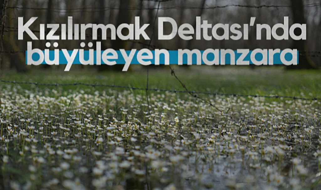 Kızılırmak Deltası’nda Su Papatyaları Büyülüyor