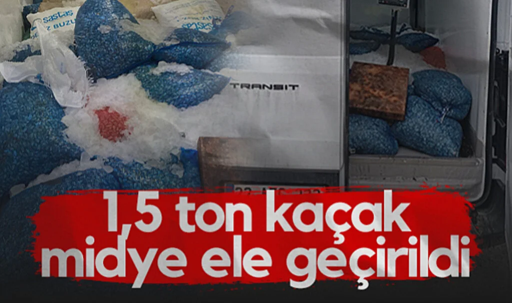 Samsun'da 1,5 Ton Kaçak Midye Ele Geçirildi