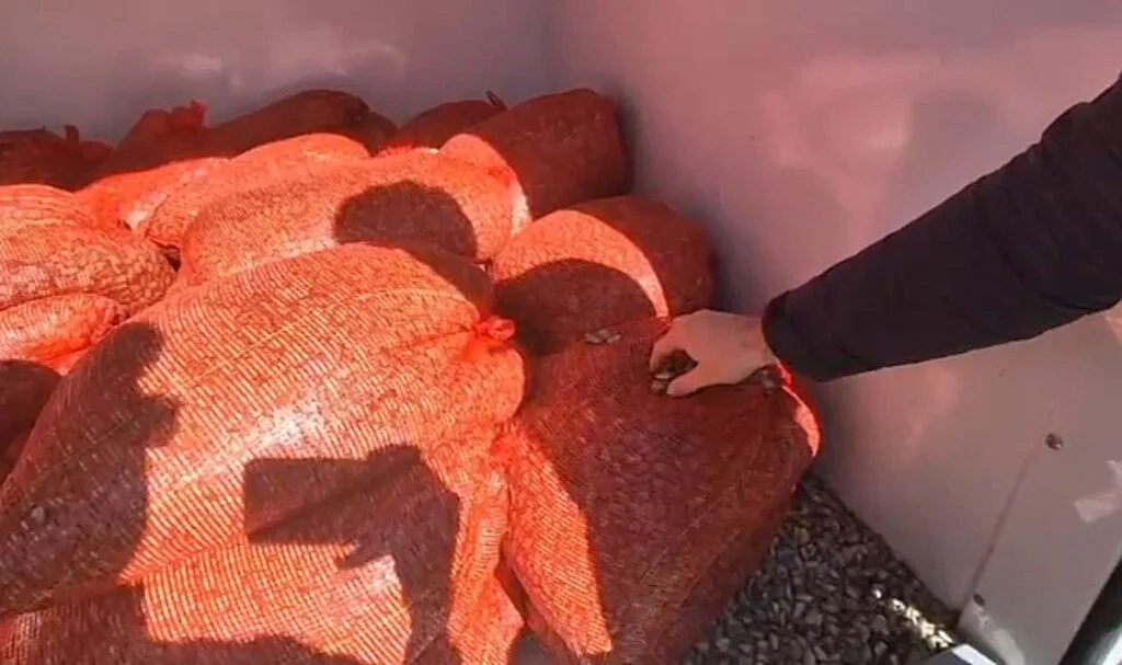 Samsun’da 1 Ton Kaçak Midye Ele Geçirildi!
