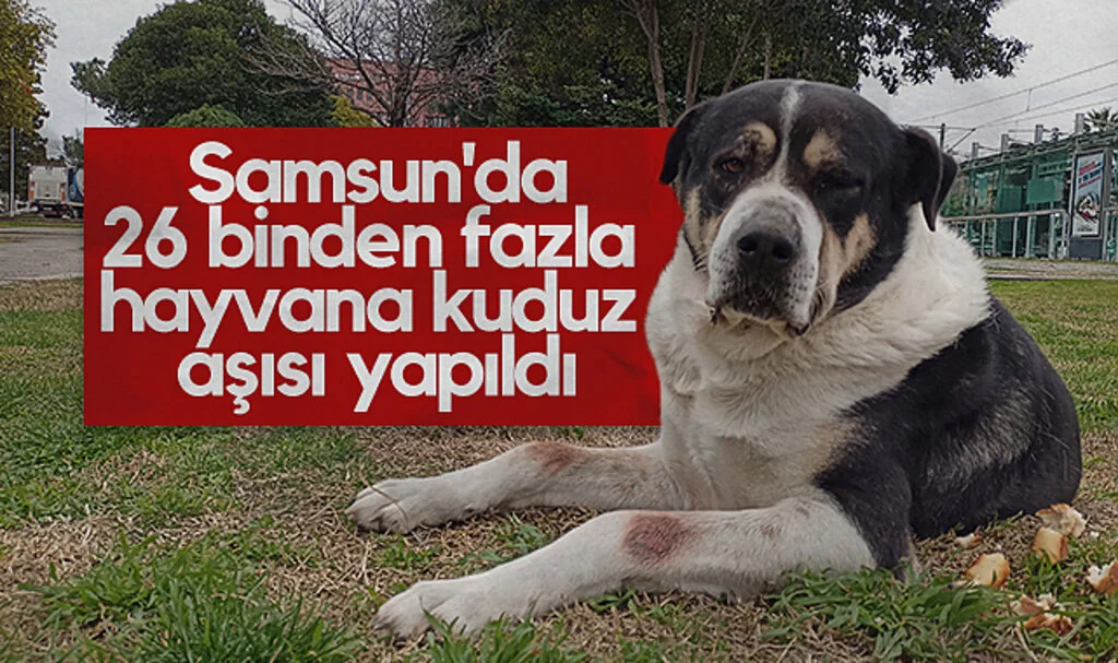 Samsun'da 26 Binden Fazla Hayvana Kuduz Aşısı Yapıldı