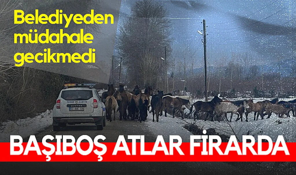 Samsun'da Başıboş Atlar Belediyeyi Harekete Geçirdi