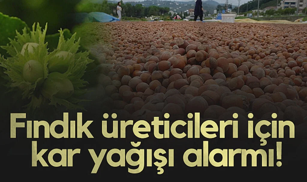 Samsun'da Fındık Üreticileri İçin Kar Yağışı Alarmı!