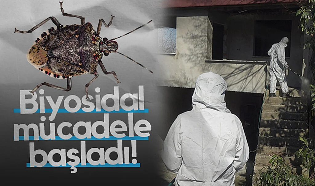 Samsun’da Kahverengi Kokarca ile Biyosidal Mücadele Başladı!