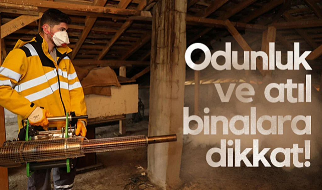 Samsun'da Kahverengi Kokarca Mücadelesi Sürüyor! Odunluk ve Atıl Binalara Dikkat