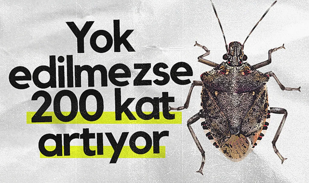 Samsun'da Kahverengi Kokarca Tehlikesi! Yok Edilmezse 200 Kat Artıyor