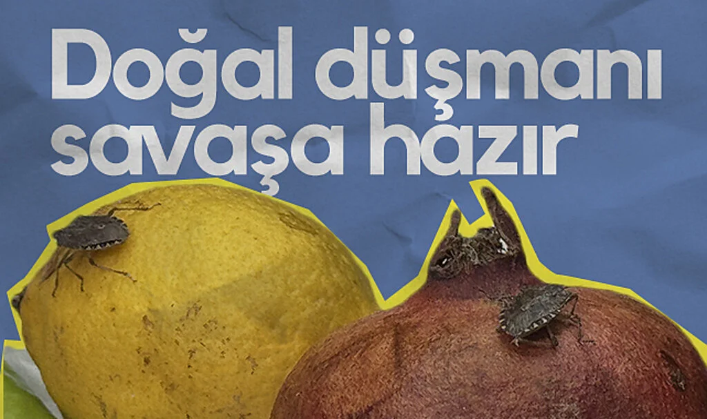 Samsun'da Kahverengi Kokarcaya Karşı 750 Bin Samuray Arısı