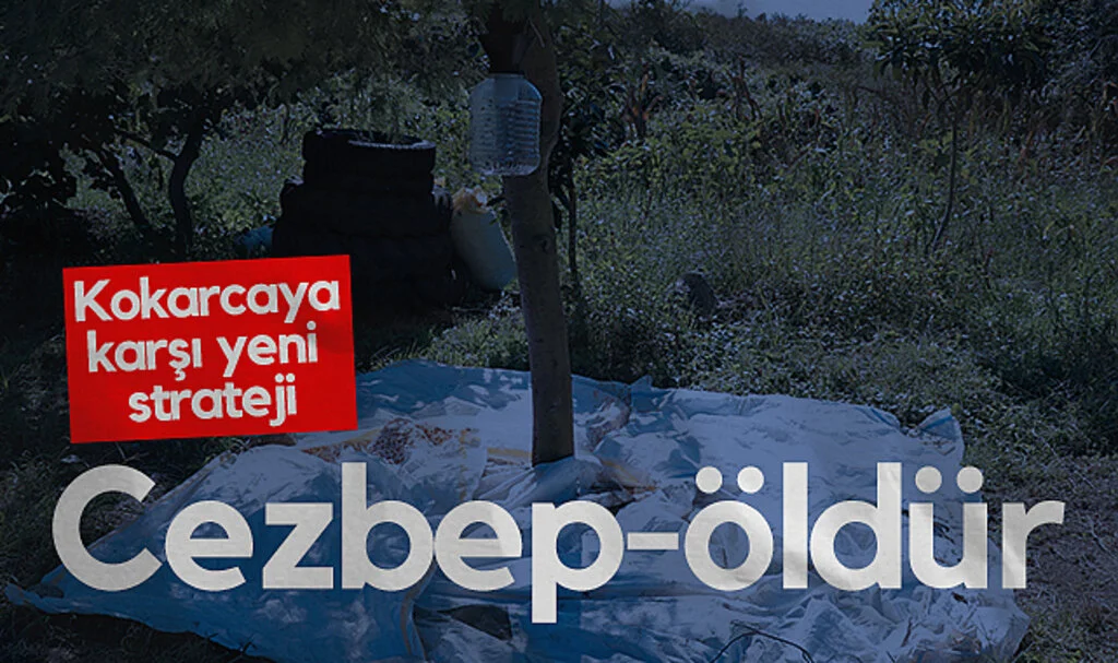 Samsun’da Kahverengi Kokarcaya Karşı Yeni Strateji: Cezbep-Öldür
