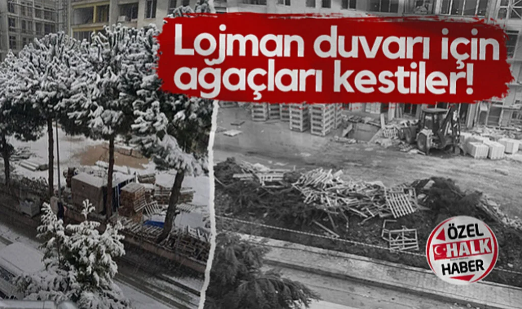 Samsun'da Lojman Duvarı İçin Ağaçları Kestiler!