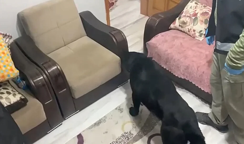 Samsun’da Narkotik Köpeği Tony, Metamfetamini Koltukta Buldu