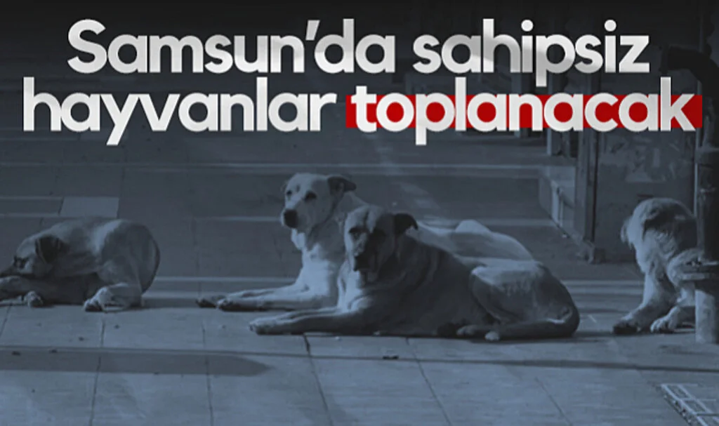 Samsun’da Sahipsiz Hayvanlar Toplanacak