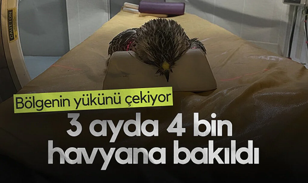 Samsun’daki Hayvan Hastanesi 3 Ayda 4 Bin Hayvana Şifa Oldu