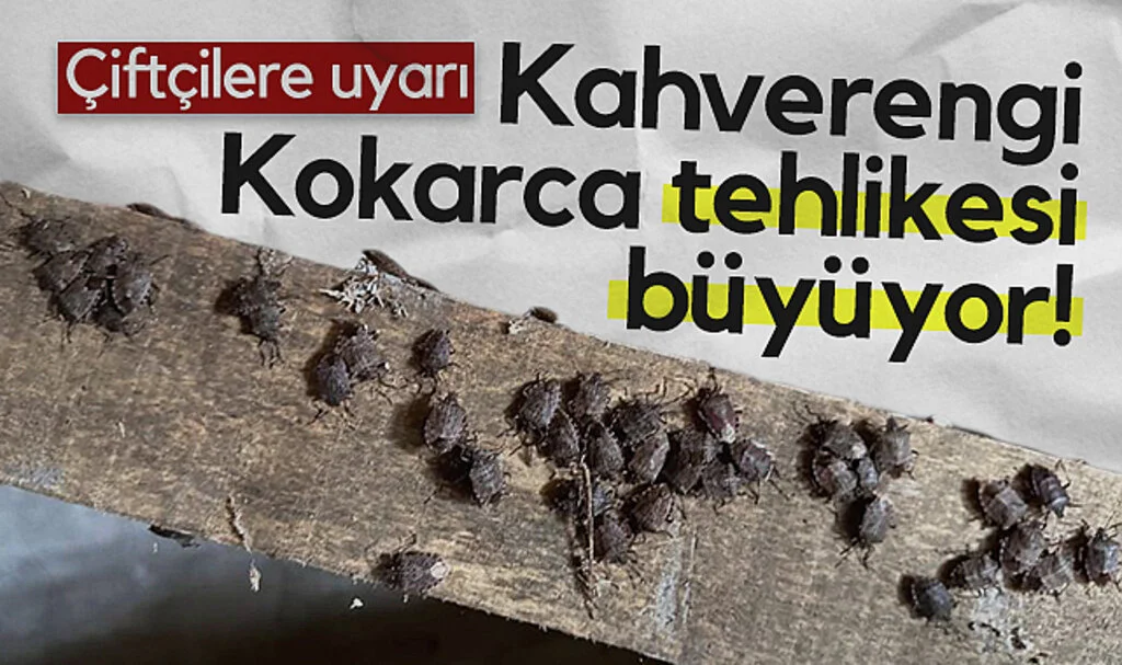 Samsun Tarım Müdürlüğü'den Çiftçilere Uyarı: Kahverengi Kokarca Tehlikesi Büyüyor!