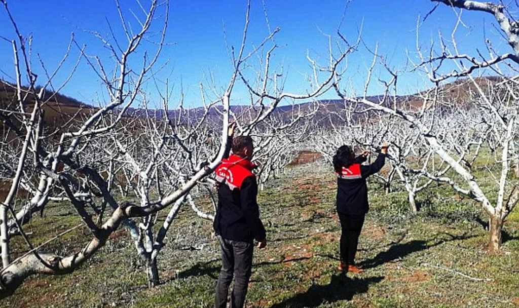 Şeftali ve Nektarinde Bordo Bulamacı İçin Son Fırsat