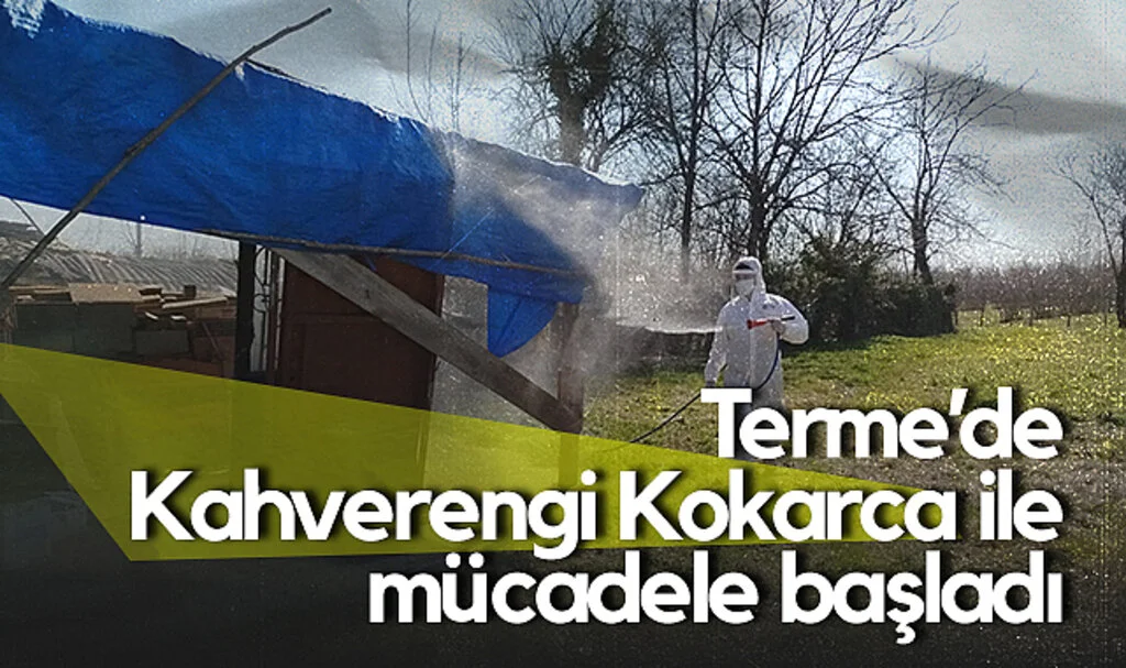 Terme’de Kahverengi Kokarca ile Mücadele Başladı