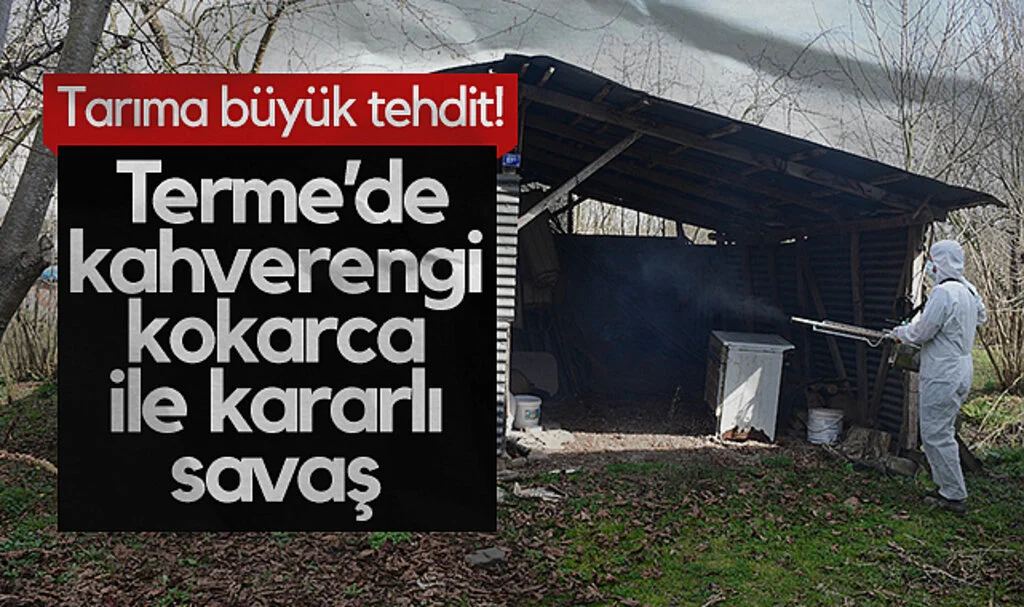 Terme’de Kahverengi Kokarca Seferberliği: İlaçlama Çalışmaları Devam Ediyor