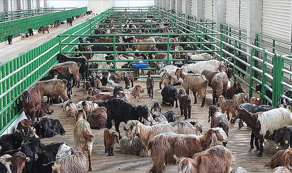 Büyükbaş ve Küçükbaş Destekleri İçin Son Tarih: 16 Haziran