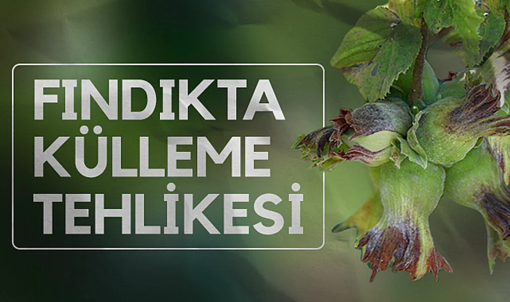 Fındıkta Külleme Tehlikesi: Üreticiye Erken Müdahale Uyarısı