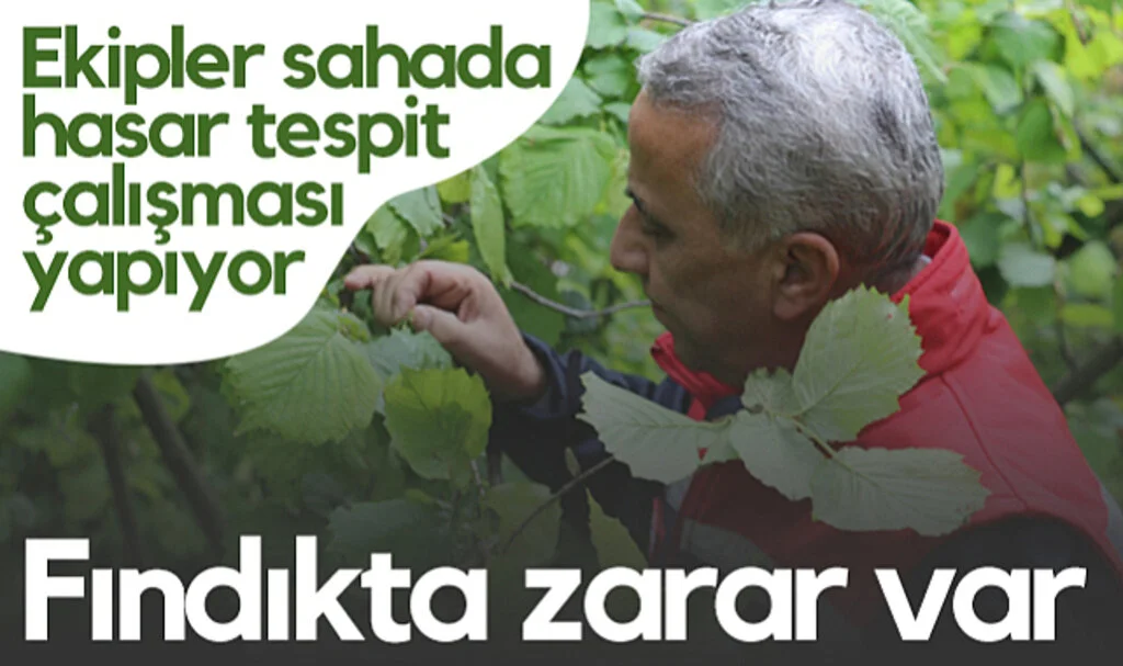 Fındıkta Zarar Var! Samsun'da Ekipler Sahada Hasar Tespit Çalışması Yapıyor...