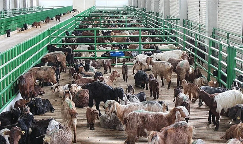 Hayvancılık Destek Başvuruları Yarın Başlıyor