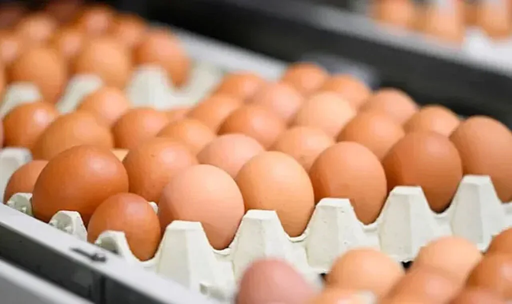 Kahverengi Yumurta Üretimi Sona Mı Eriyor?