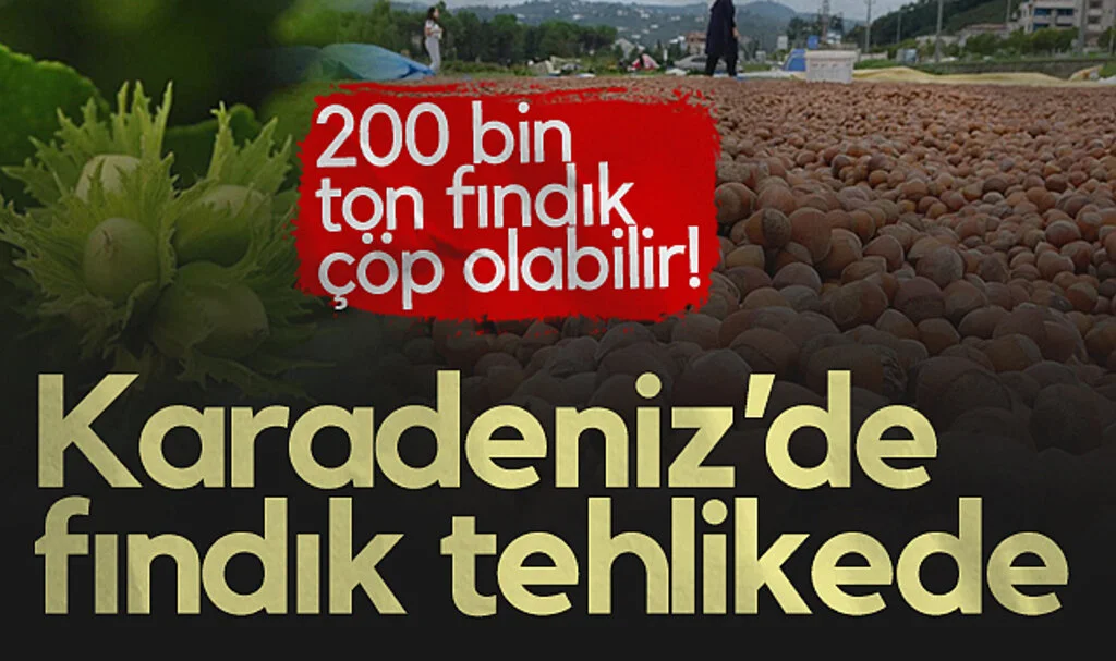 Karadeniz'de çifte tehdit: 200 bin ton fındık çöp olabilir!