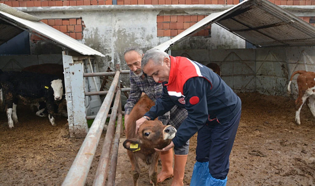 Karadeniz'in Geleceği Jersey Irkı Sığırlarla Güçlenecek